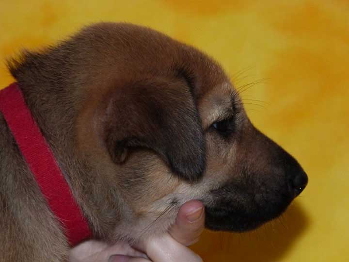 chinook puppy